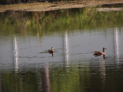 [A mother mallard created a circular wake around a duckling in the pond.]